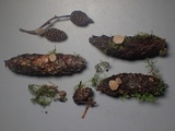 Cudoniella clavus image