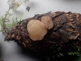 Cudoniella clavus image
