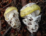 Amanita vernicoccora image