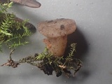 Cudoniella clavus image