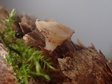 Cudoniella clavus image