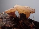Cudoniella clavus image