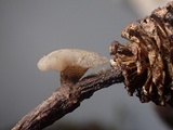 Cudoniella clavus image