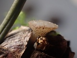 Cudoniella clavus image
