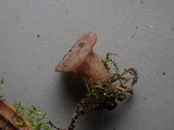 Cudoniella clavus image