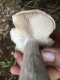 Macrocybe spectabilis image