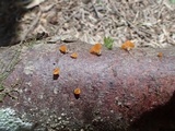 Guepiniopsis alpina image