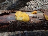 Guepiniopsis alpina image