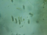 Guepiniopsis alpina image
