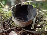Neournula nordmanensis image