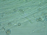 Nolanea holoconiota image