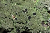 Hyperphyscia syncolla image