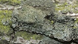 Hyperphyscia syncolla image