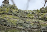 Hyperphyscia syncolla image