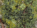 Phaeophyscia ciliata image