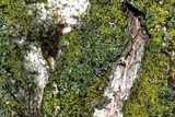 Phaeophyscia ciliata image