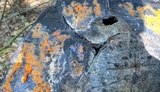 Fusicolla merismoides image