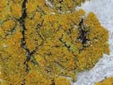 Xanthoria weberi image