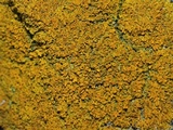 Xanthoria weberi image