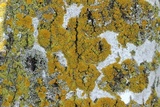 Xanthoria weberi image