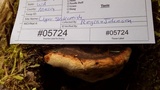 Fomitopsis mounceae image