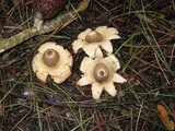 Geastrum triplex image