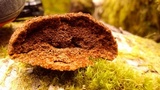 Phellinus gilbertsonii image