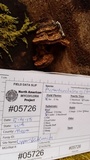 Phellinus gilbertsonii image