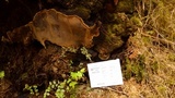 Fomitiporia tsugina image