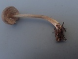 Entoloma vernum image