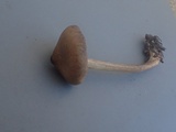 Entoloma vernum image