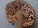 Entoloma vernum image