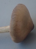 Entoloma vernum image