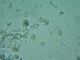 Entoloma vernum image