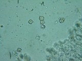 Entoloma vernum image