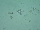 Entoloma vernum image