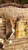Bjerkandera adusta image