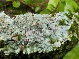 Physcia aipolia image