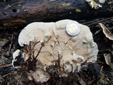 Trametes pavonia image
