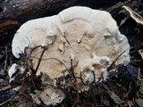 Trametes pavonia image