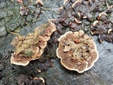 Gloeophyllum striatum image