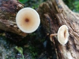 Lentinus swartzii image