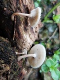 Lentinus swartzii image