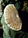 Hexagonia hydnoides image