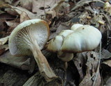 Lentinellus cochleatus image