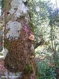 Pleurotus pulmonarius image