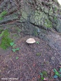 Amanita ameripanthera image