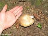 Amanita ameripanthera image