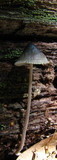 Mycena subcaerulea image