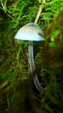 Mycena amicta image